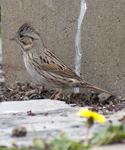 Lincolns Sparrow 7843